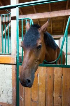 A brown horse in the barn Foto stock