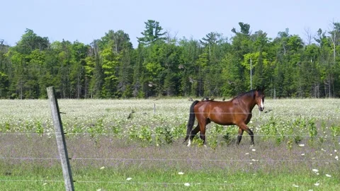 Brown horse with birds on his back Stock Footage 166314306