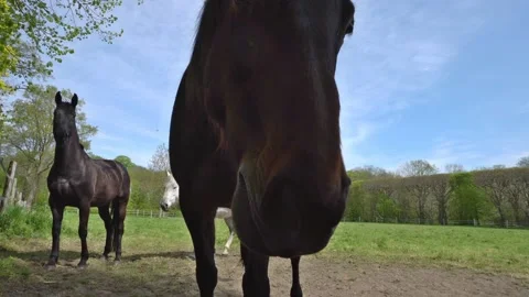 Brown Horse breath on camera - Camera mist up Stock Footage 130601451