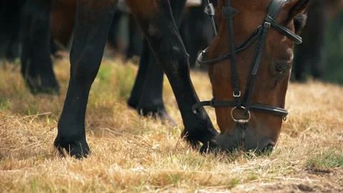 Brown horse with bridles eats dry grass. Close up. Stock Footage 283461637