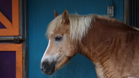 A brown horse with a bright mane Stock Footage 99628752