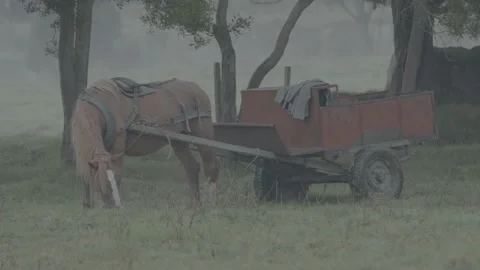 Brown horse with cart eats grass in the misty field. Stock Footage 221085379