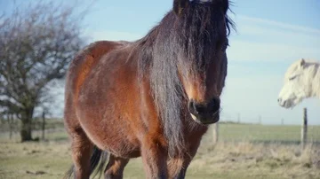 Brown horse chewing on grass Stock Footage 85607526