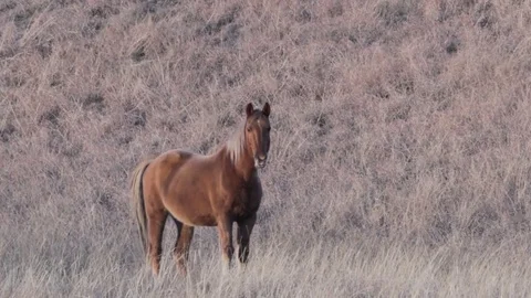 A brown horse chews grass Stock Footage 79409541