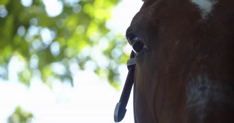 Brown horse close up face with tree in background 1 Stock Footage 130930474