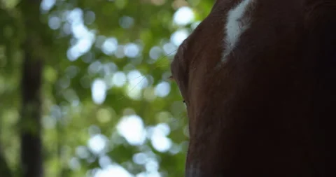 Brown horse close up face with tree in background 2 Видео 130930497
