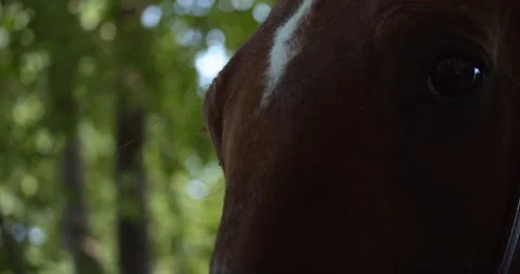 Brown horse close up face with tree in background 3 Stock Footage 130930550