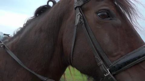 Brown Horse Close-up In The Field Blinks 動画素材 165504652
