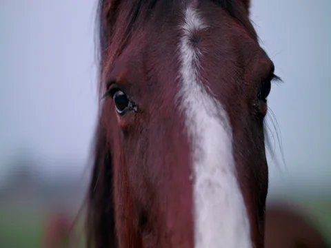 Brown horse close-up Stock Footage 71283620