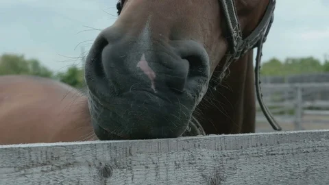 Brown horse close-up Stock Footage 73221605