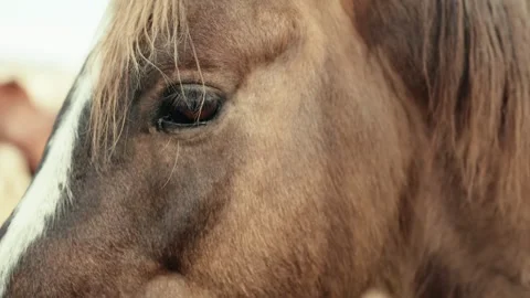 Brown Horse Close Up Video stock 340538598