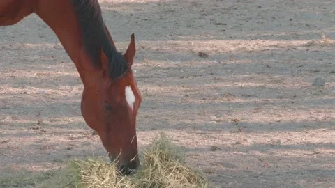 Brown horse close side view feeding on some hay Stock Footage 139411310