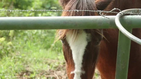 Brown Horse Closeup looking at camera behind the fence in farm Video stock 8764218