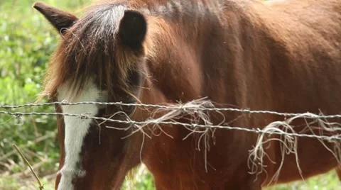 Brown Horse Closeup looking at camera behind the fence in farm Stock Footage 8764270
