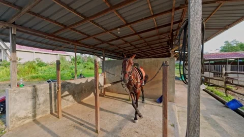 Brown Horse Crossing Front Legs In Stable Stock Footage 335602553