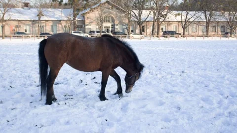 Brown horse digging in the snow close up Stock Footage 147924988