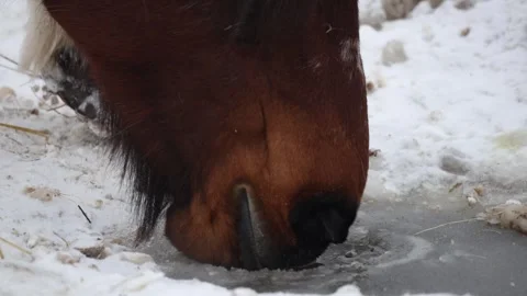 Brown horse drinks from icy puddle, frosted muzzle and white mane Vídeo Stock 337582532