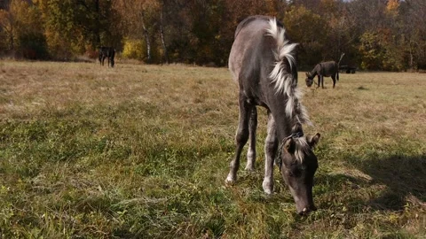 A brown horse eats grass in a clearing. Stockbeeldmateriaal 236389396
