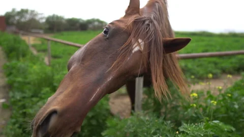 A brown horse eats grass in a field. Animal. Nature. Livestock. A herd of horses Stockbeeldmateriaal 138404240