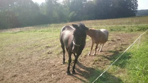 A brown horse eats grass in a field. Animal. Nature. Stock Footage 139221721