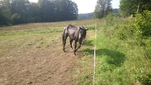 A brown horse eats grass in a field. Animal. Nature. Stock Footage 139222162