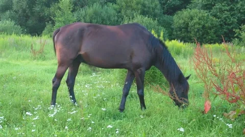 The brown horse eats grass on the field. Stock Footage 145531573