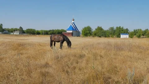 A brown horse eats grass in a field against the background of the church. Animal Stock Footage 161072875