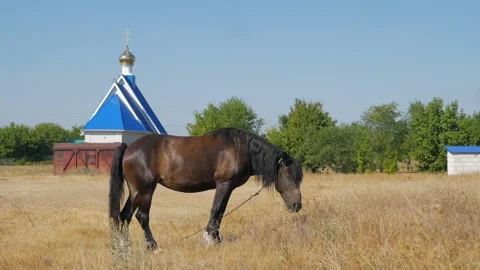A brown horse eats grass in a field against the background of the church. Animal Stock Footage 161072894