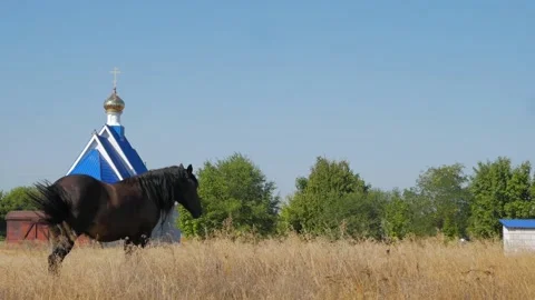 A brown horse eats grass in a field against the background of the church. Animal Stock Footage 161149300