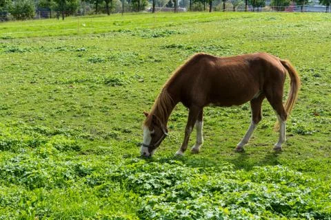 Brown horse eats grass on the meadow in autumn side view end of summer Stock Photos