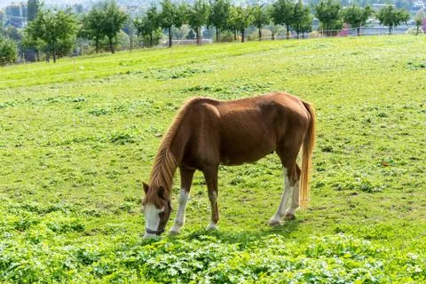 Brown horse eats grass on the meadow in autumn side view end of summer Stock Photos