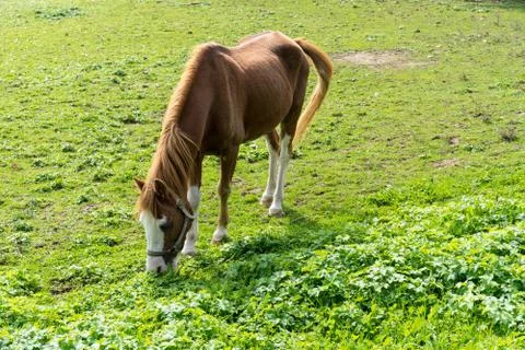 Brown horse eats grass on the meadow in autumn side view end of summer Stock Photos