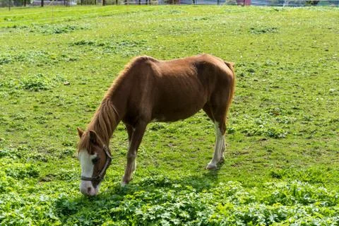 Brown horse eats grass on the meadow in autumn side view end of summer Stock Photos