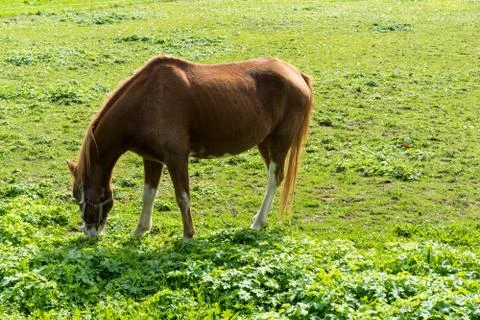 Brown horse eats grass on the meadow in autumn side view end of summer Stock Photos