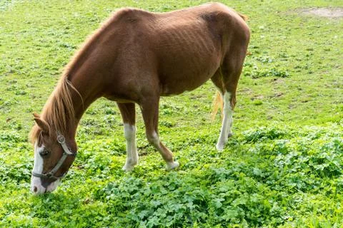 Brown horse eats grass on the meadow in autumn side view end of summer Stock Photos