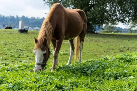 Brown horse eats grass on the meadow in autumn side view end of summer Stock Photos