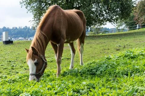 Brown horse eats grass on the meadow in autumn side view end of summer Stock Photos