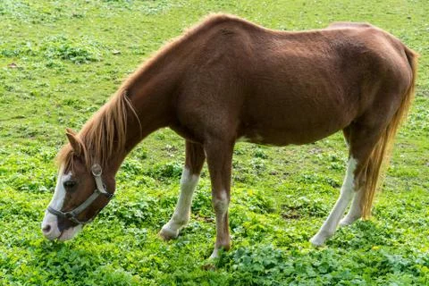 Brown horse eats grass on the meadow in autumn side view end of summer Stock Photos
