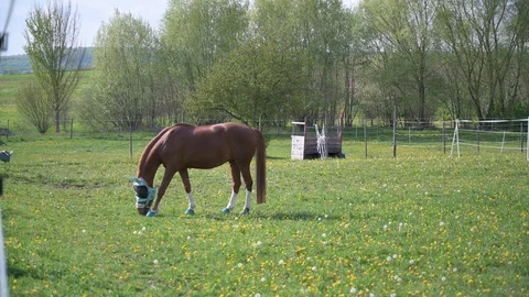 Brown horse eats grass in a pasture Stock Footage 130127303