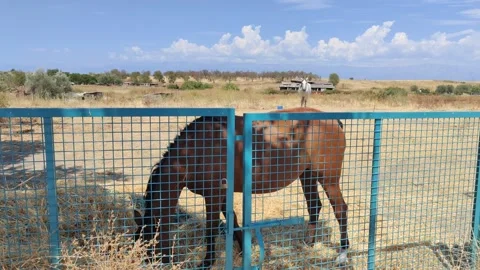 Brown horse eats hay behind a fence near another white horse Stock Footage 209572681