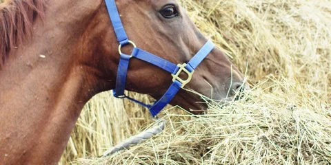 Brown horse eats hay. 動画素材 104388554