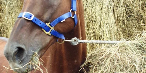 Brown horse eats hay. 動画素材 104388582