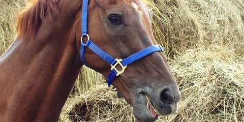 Brown horse eats hay. 動画素材 104388592