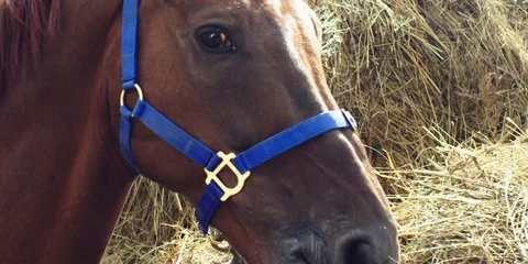 Brown horse eats hay. 動画素材 104388632