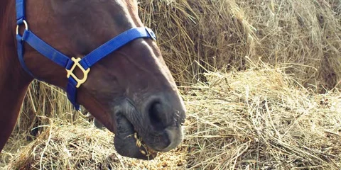 Brown horse eats hay. 動画素材 104388633
