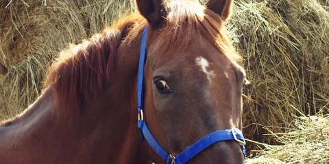 Brown horse eats hay. 動画素材 104388645