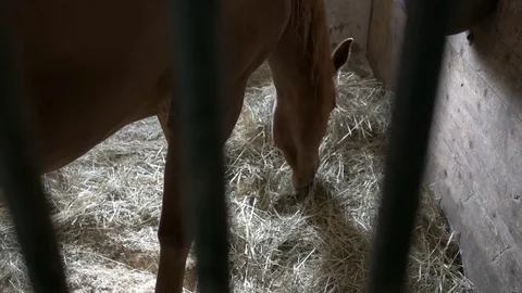 Brown horse eats hay at the stall through the metal fence view  Stock Footage 79222251