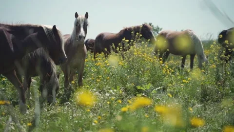 A brown horse eats herb flowers and grass in an outdoor field. Freedom animal Stock Footage 158011875