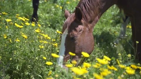 A brown horse eats herb flowers and grass in an outdoor field. Freedom animal Stock Footage 158011928