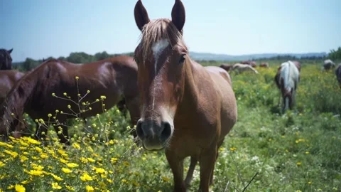 A brown horse eats herb flowers and grass in an outdoor field. Freedom animal Stock Footage 158012331